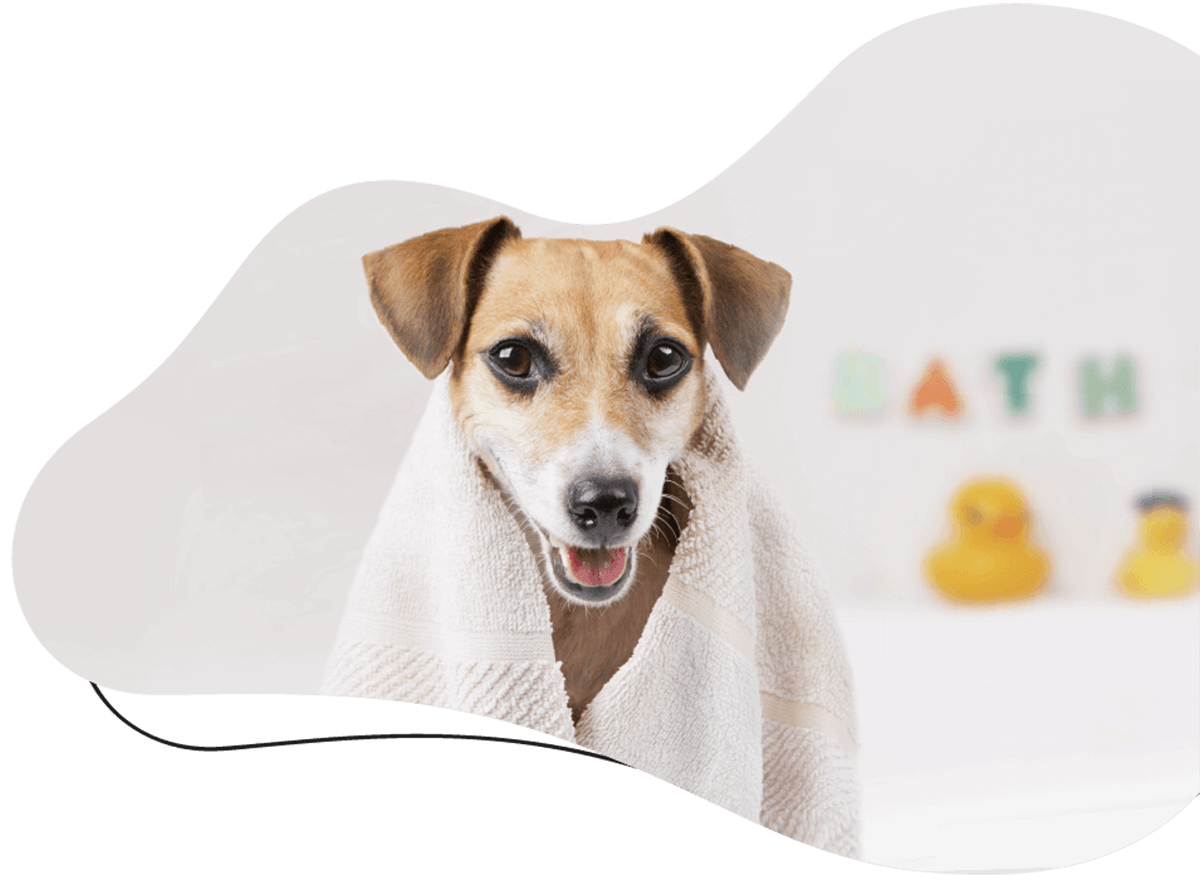 https://www.moustache-toilettage.fr/wp-content/uploads/2019/07/hero_image_01.png