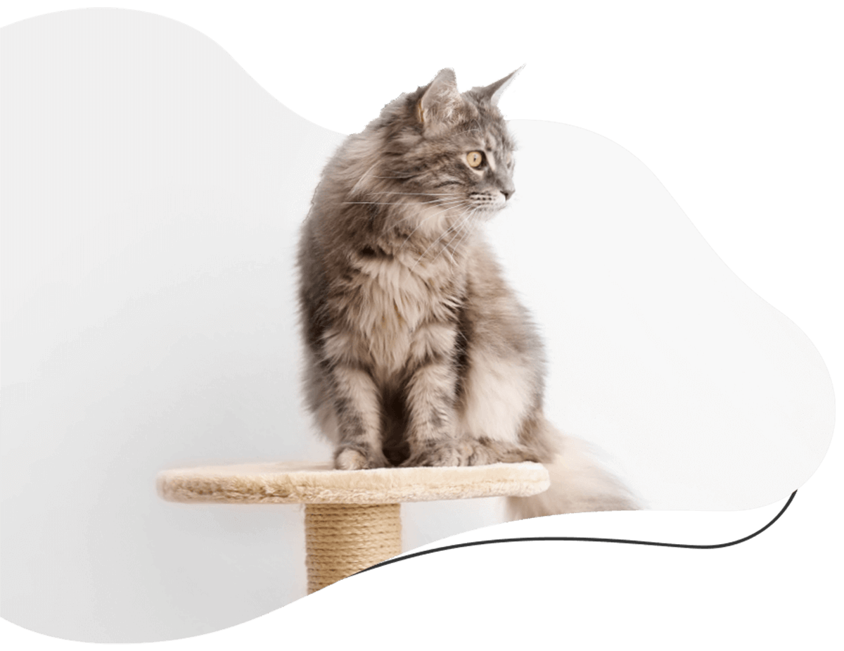 https://www.moustache-toilettage.fr/wp-content/uploads/2019/07/hero_image_02.png