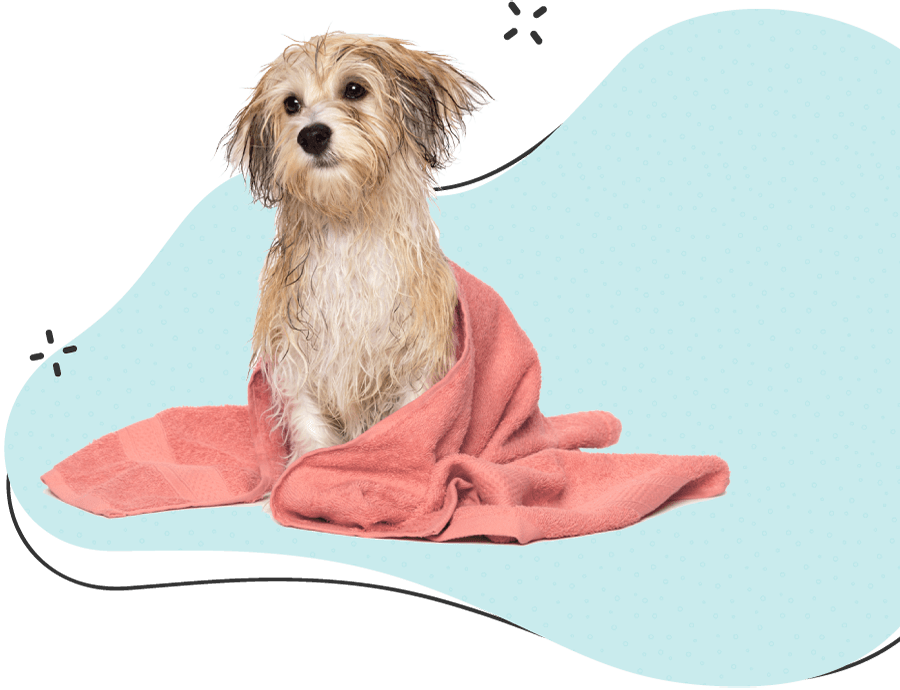 https://www.moustache-toilettage.fr/wp-content/uploads/2019/08/hero_image_12-e1755542949853.png