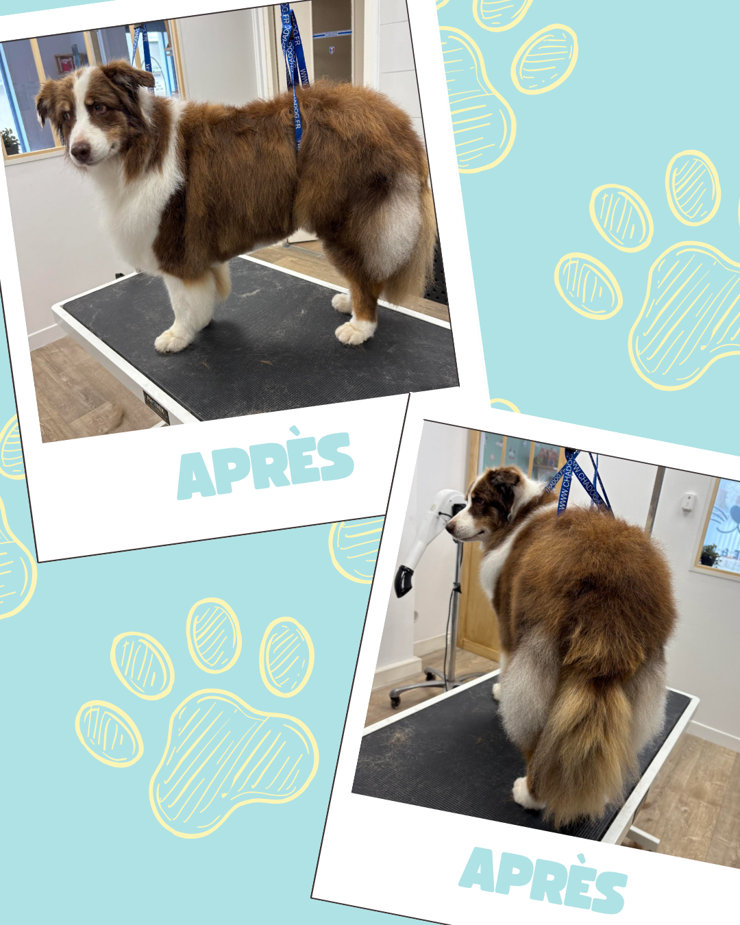 Bleu Illustré Chien Publication Instagram Avant et Après Toilettage Chien (1)