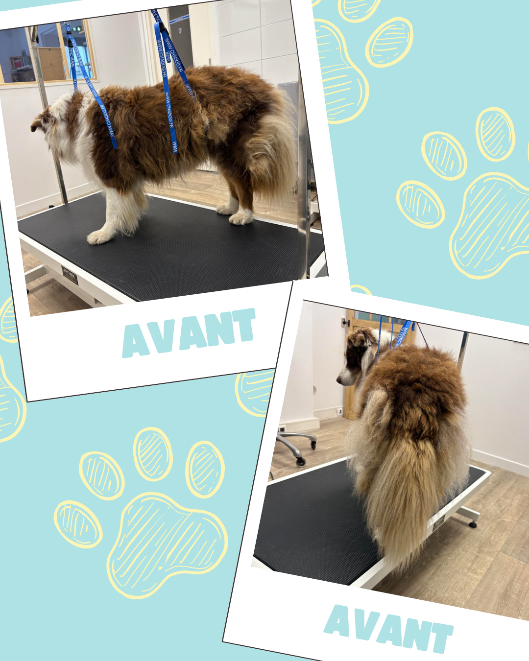 Bleu Illustré Chien Publication Instagram Avant et Après Toilettage Chien