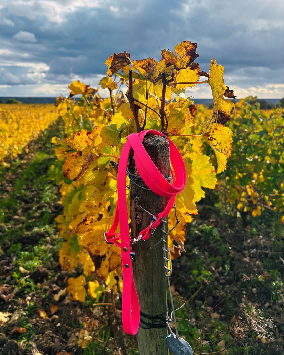 On ne s’occupe pas que du look de votre toutou au salon 💅, on pense aussi à ses balades ! 🌳Déc