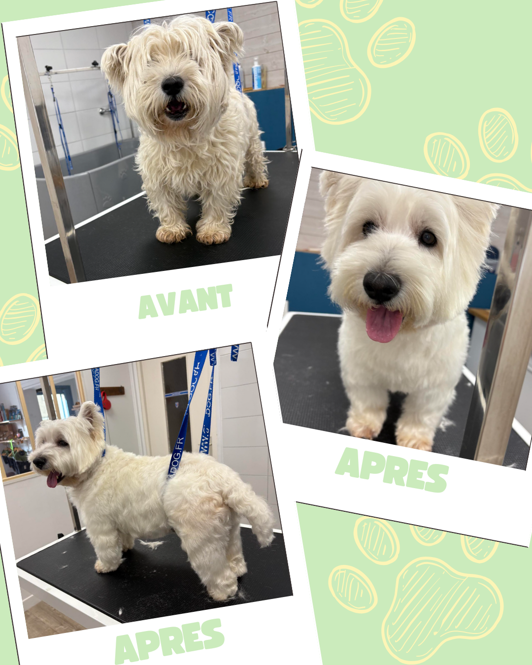 Bleu Illustré Chien Publication Instagram Avant et Après Toilettage Chien (10)