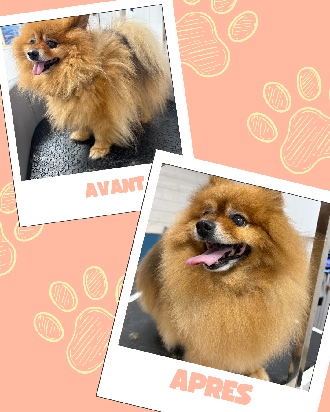 Bleu Illustré Chien Publication Instagram Avant et Après Toilettage Chien (2)