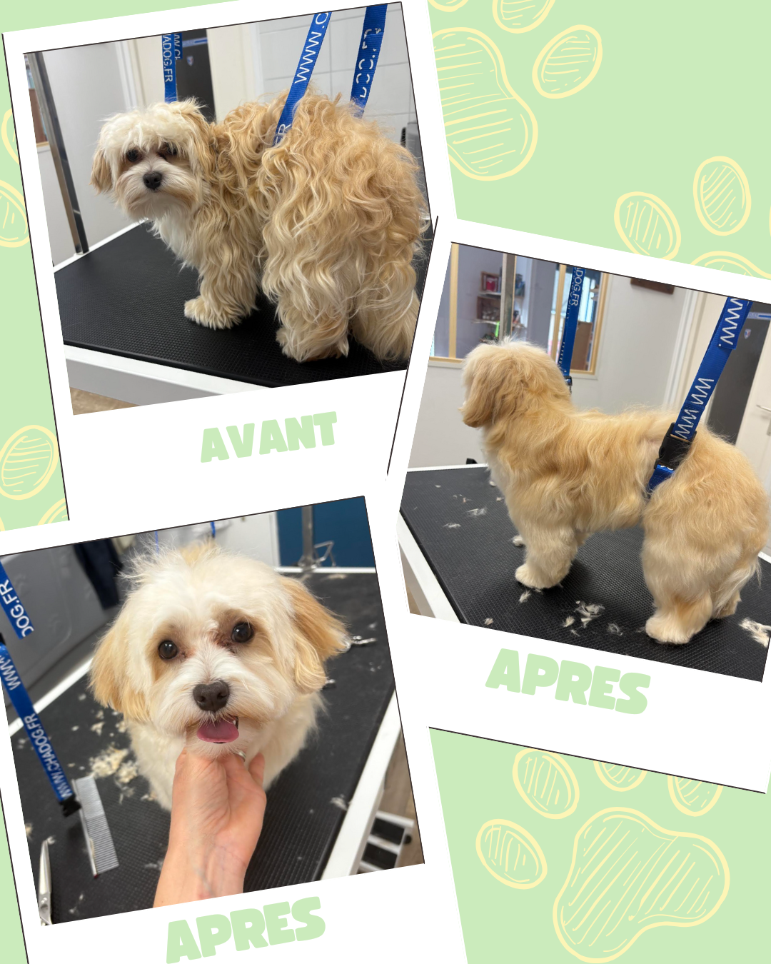 Bleu Illustré Chien Publication Instagram Avant et Après Toilettage Chien (3)