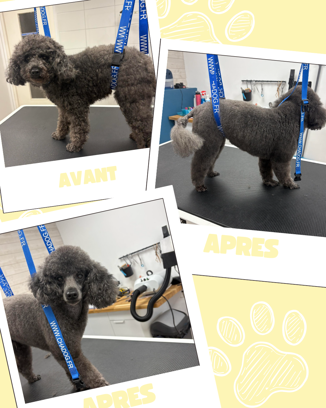 Bleu Illustré Chien Publication Instagram Avant et Après Toilettage Chien (4)