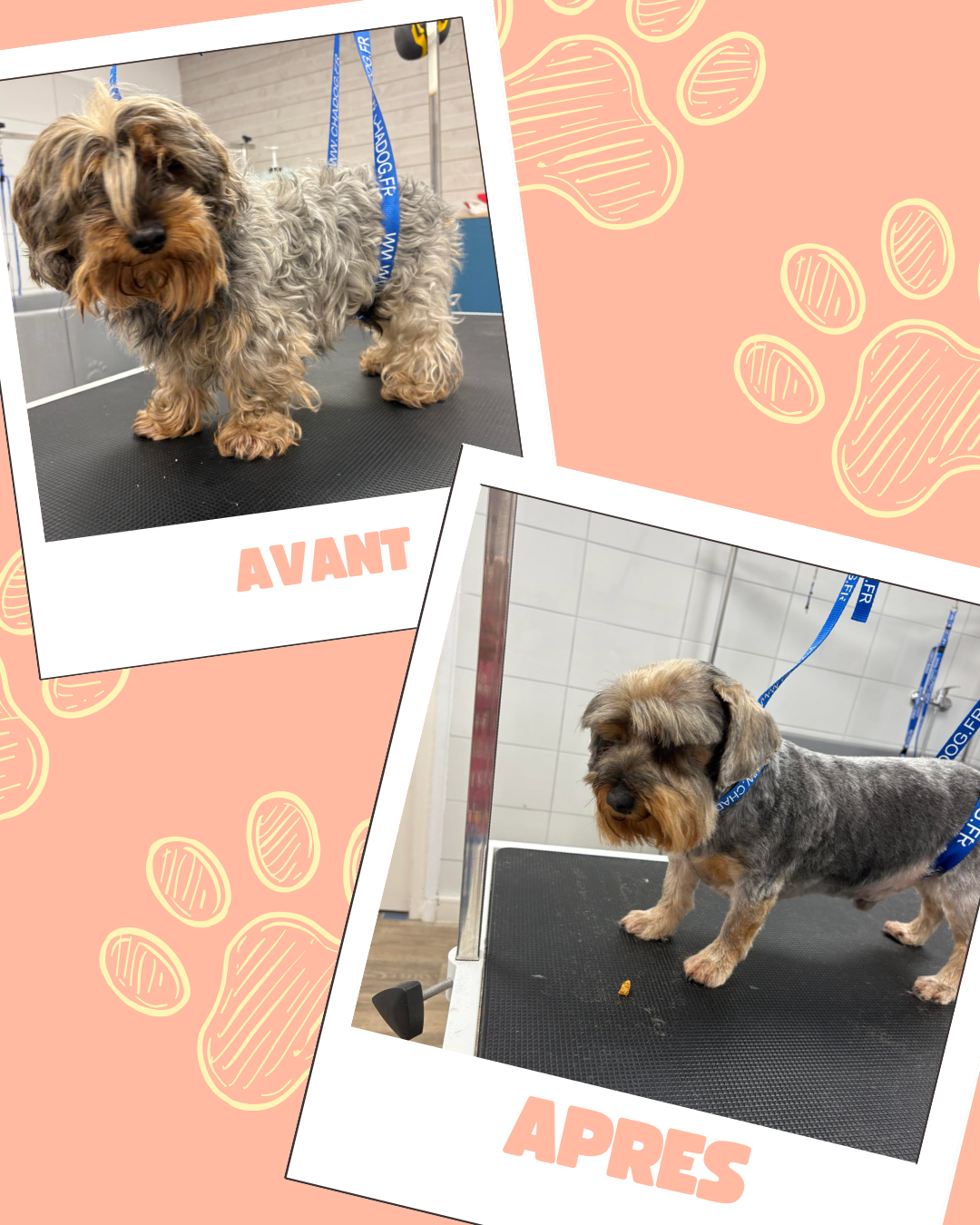 Bleu Illustré Chien Publication Instagram Avant et Après Toilettage Chien (5)