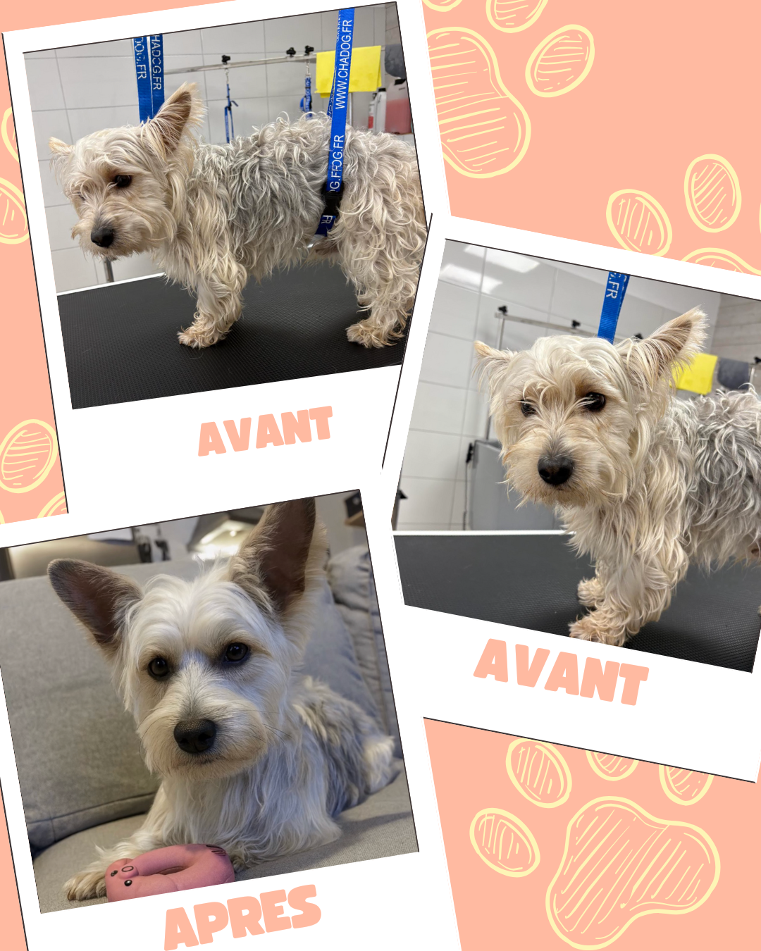 Bleu Illustré Chien Publication Instagram Avant et Après Toilettage Chien (6)