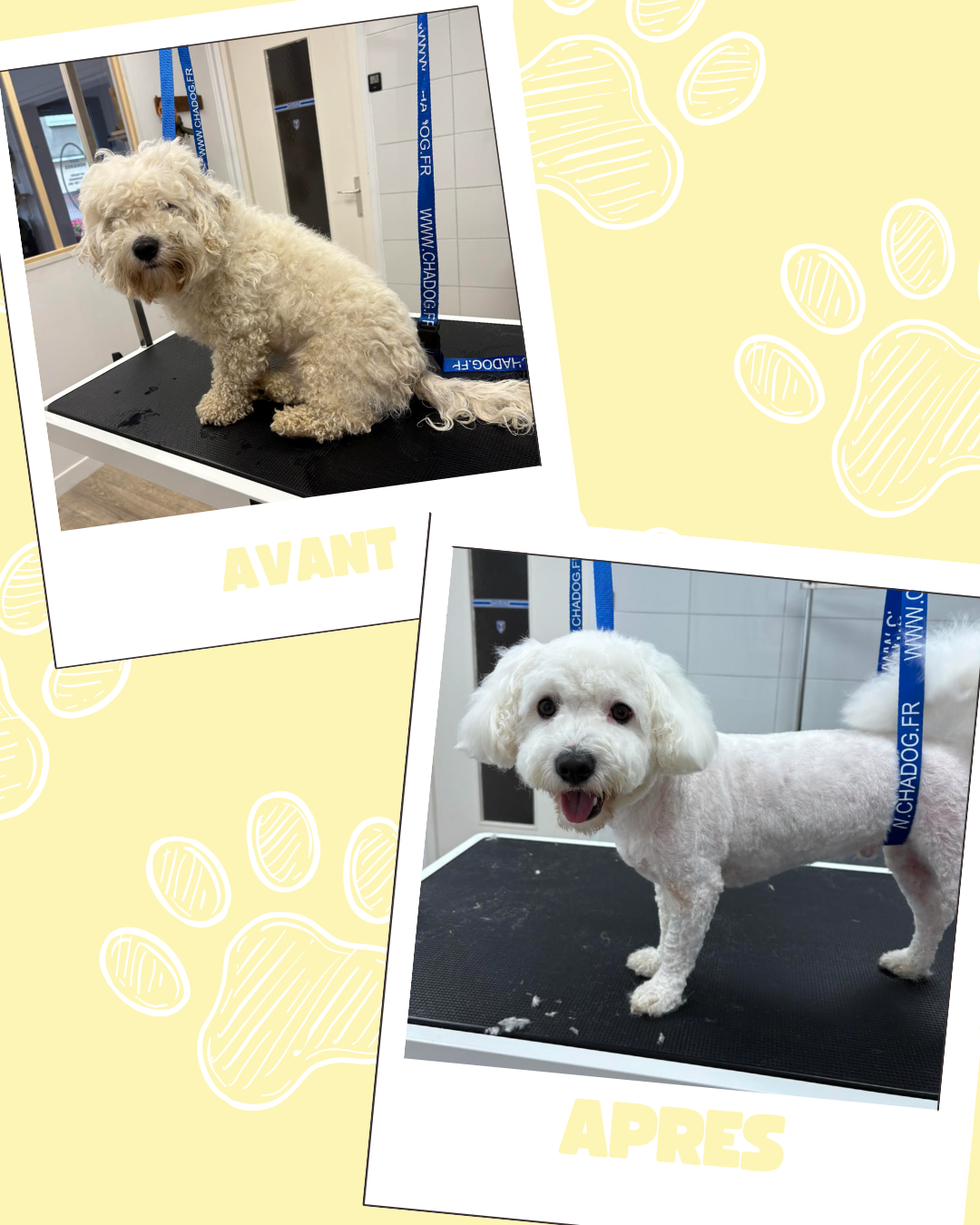 Bleu Illustré Chien Publication Instagram Avant et Après Toilettage Chien (7)