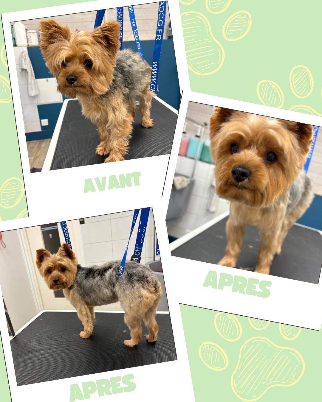 Bleu Illustré Chien Publication Instagram Avant et Après Toilettage Chien (8)