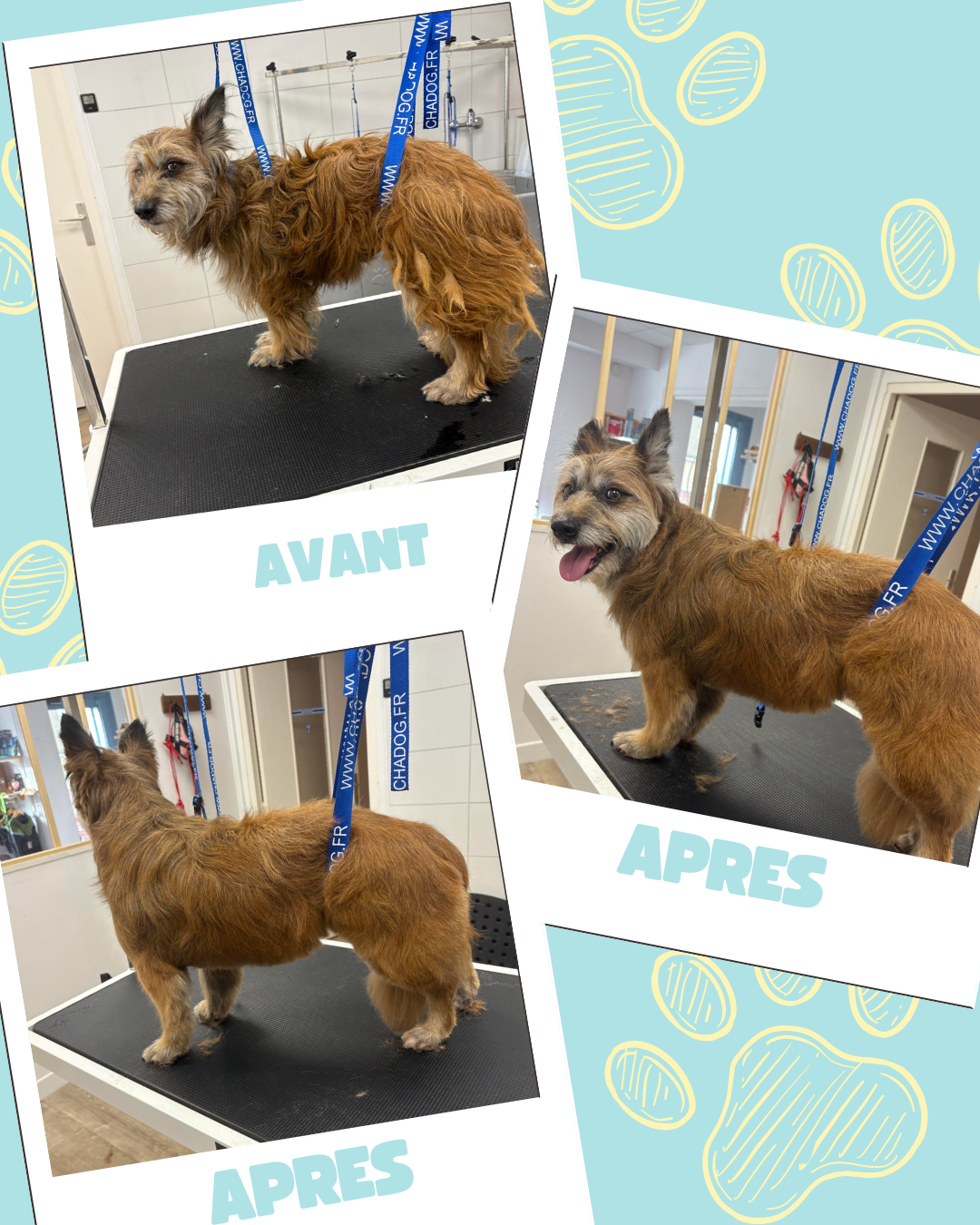 Bleu Illustré Chien Publication Instagram Avant et Après Toilettage Chien (9)